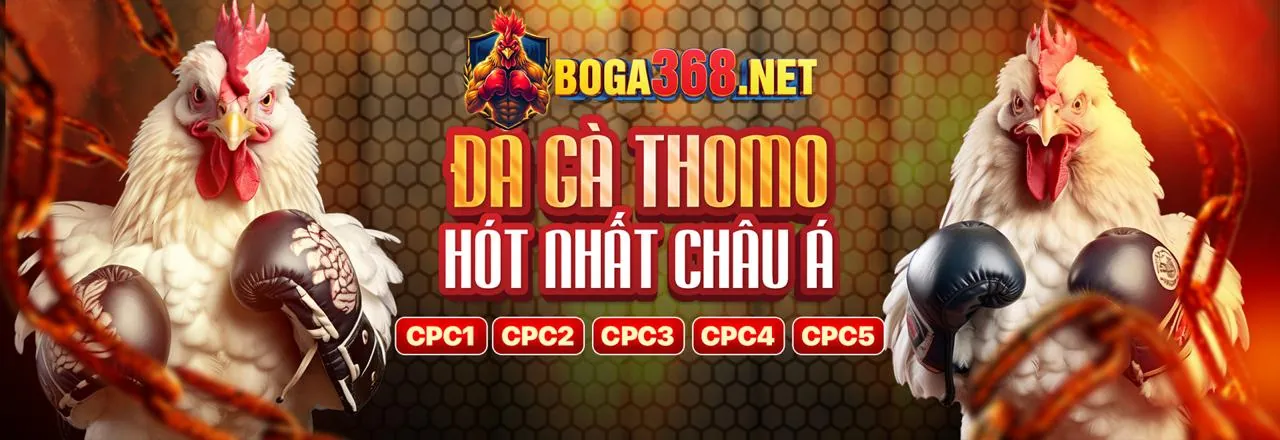 Phân tích trận đá gà Thomo