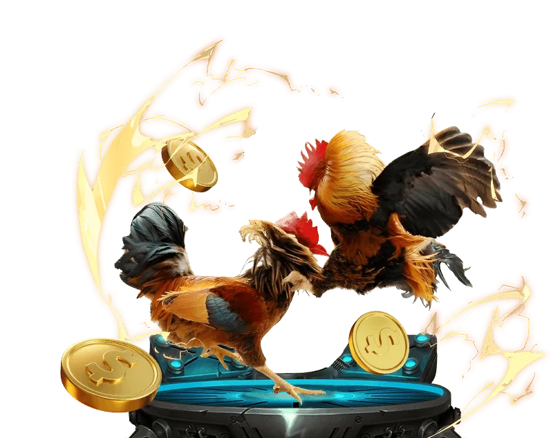 Các chiến kê gà tre nhỏ bé nhưng dũng mãnh trên sân đấu